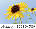 ひまわり　夏の風物詩 102394789
