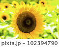 ひまわり　夏の風物詩 102394790