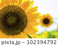 ひまわり　夏の風物詩 102394792
