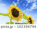 ひまわり　夏の風物詩 102394794