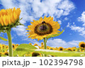 ひまわり　夏の風物詩 102394798