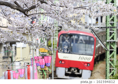 京浜急行の電車と桜【神奈川県横須賀市】南郷公園 102394812