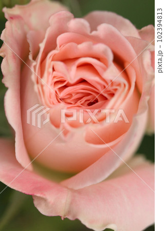 落ち着いた桃色の薔薇をマクロレンズで接写、しっとりレトロな雰囲気に画像加工した写真。 102394813