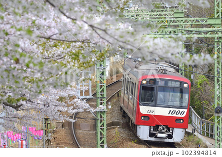 京浜急行の電車と桜【神奈川県横須賀市】南郷公園 102394814