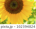 ひまわり　夏の風物詩 102394824