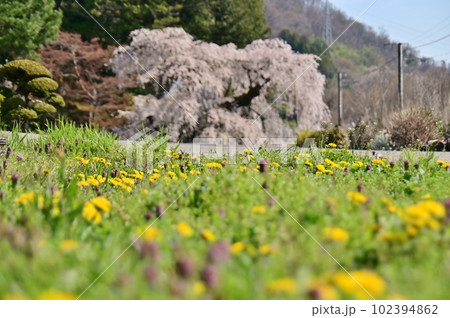 タンポポの花咲く草原の向こうに満開の枝垂桜 102394862