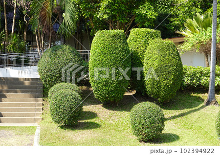 Green bushes in the park. Green bushes in the garden. Nature Green bushes in the park. Green bushes in the garden. Nature 102394922