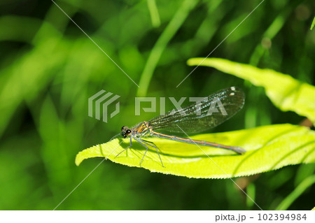 きらきらのメタリックに輝くニホンカワトンボ(雌・マクロレンズ使用・屋外自然光・接写写真) きらきらのメタリックに輝くニホンカワトンボ(雌・マクロレンズ使用・屋外自然光・接写写真) 102394984