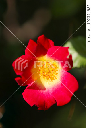 赤いロサ・フェティダ(Rosa foetida)バラ属の花(マクロレンズ使用・屋外自然光・接写写真) 赤いロサ・フェティダ(Rosa foetida)バラ属の花(マクロレンズ使用・屋外自然光・接写写真) 102394985