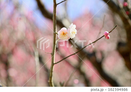 白梅の花　朱鷺の舞 102394986