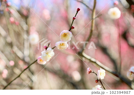 白梅の花　朱鷺の舞 102394987