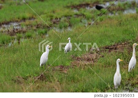 アマサギ アマサギ 102395033