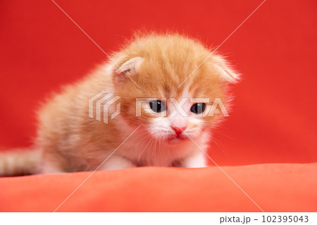 スコティッシュフォールドの子猫 102395043