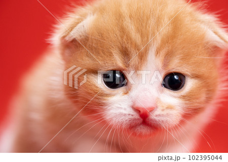 スコティッシュフォールドの子猫 102395044