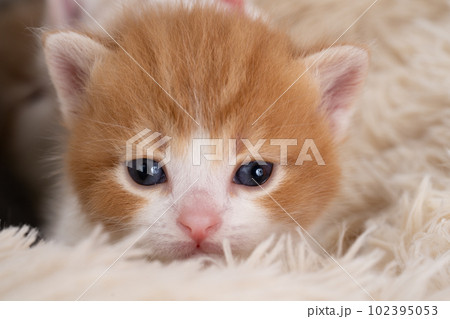 スコティッシュフォールドの子猫 102395053