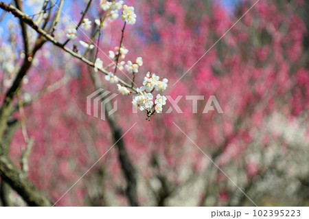 白梅の花 冬至 背景 紅梅 白梅の花 冬至 背景 紅梅 102395223
