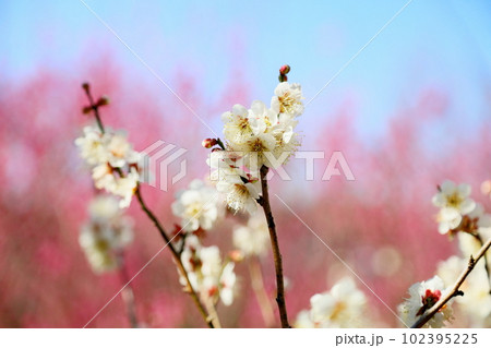 白梅の花　冬至　背景　紅梅 102395225