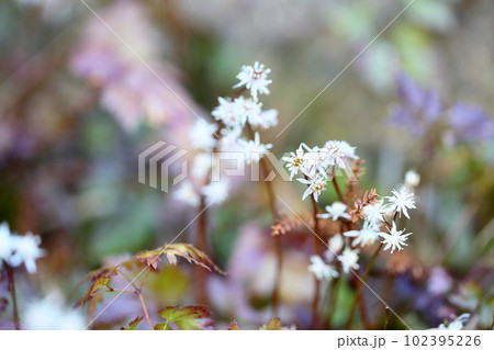 セリバオウレンの花 102395226