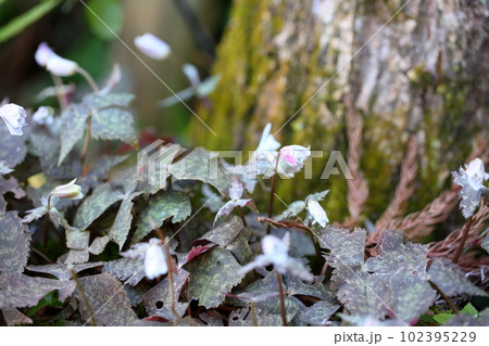 ユキワリイチゲの花 ユキワリイチゲの花 102395229