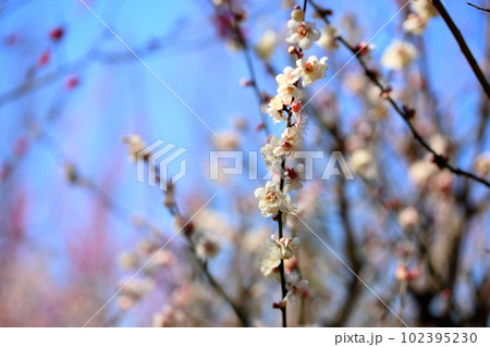 白梅の花 谷の雪 白梅の花 谷の雪 102395230