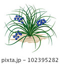 龍のひげ〜植物イラスト 102395282