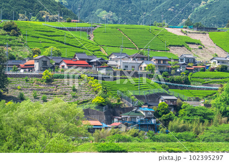 《静岡県》のどかな茶畑の集落 《静岡県》のどかな茶畑の集落 102395297