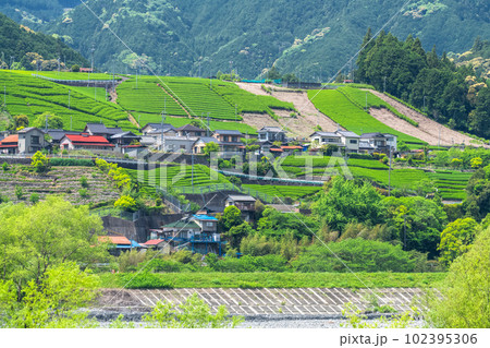 《静岡県》のどかな茶畑の集落 《静岡県》のどかな茶畑の集落 102395306