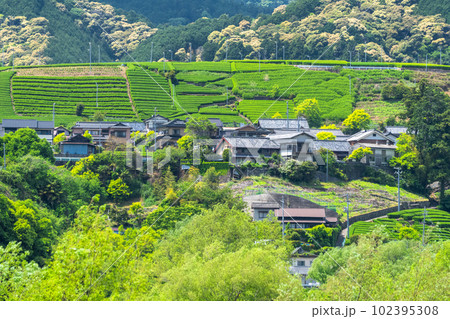 《静岡県》のどかな茶畑の集落 《静岡県》のどかな茶畑の集落 102395308