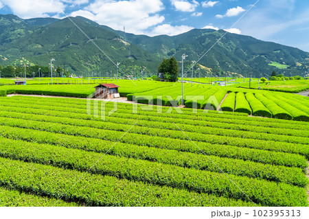 《静岡県》新茶が芽吹く初夏の茶畑 102395313