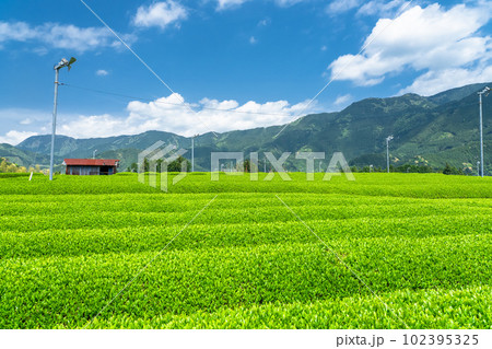 《静岡県》新茶が芽吹く初夏の茶畑 《静岡県》新茶が芽吹く初夏の茶畑 102395325