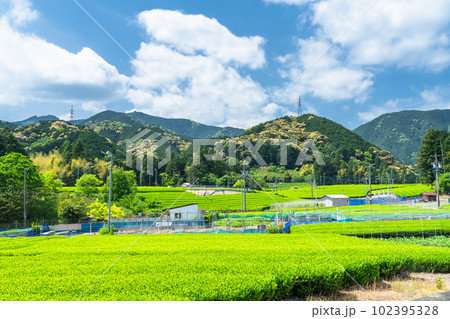 《静岡県》新茶が芽吹く初夏の茶畑 《静岡県》新茶が芽吹く初夏の茶畑 102395328