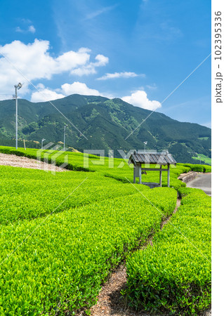 《静岡県》新茶が芽吹く初夏の茶畑 102395336