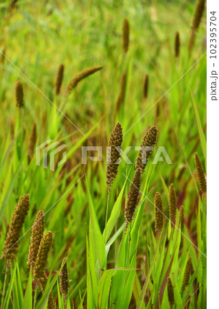 秋の粟 秋の粟 102395704