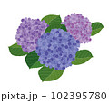 紫陽花のイラスト 102395780