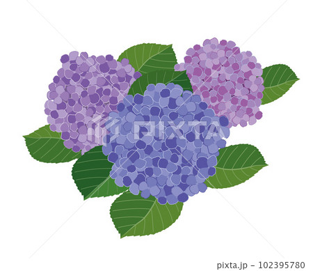 紫陽花のイラスト 紫陽花のイラスト 102395780