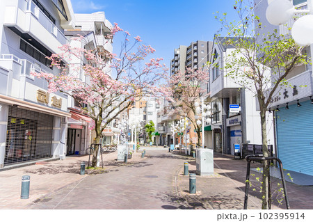 名古屋市北区 大曽根本通商店街 オゾンアベニュー とハナミズキ 名古屋市北区 大曽根本通商店街 オゾンアベニュー とハナミズキ 102395914