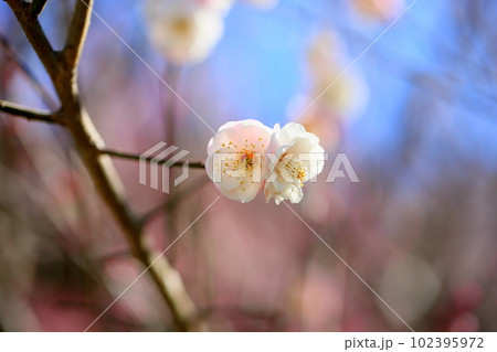 白梅の花 朱鷺の舞 白梅の花 朱鷺の舞 102395972