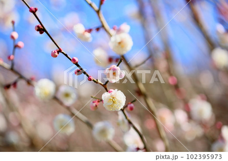 白梅の花 朱鷺の舞 白梅の花 朱鷺の舞 102395973