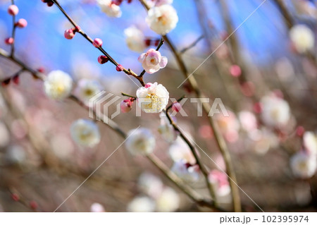 白梅の花　朱鷺の舞 102395974