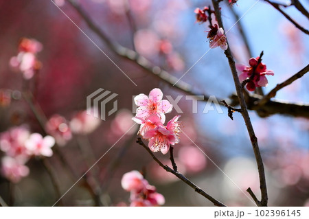ピンクの梅の花 萩野 ピンクの梅の花 萩野 102396145