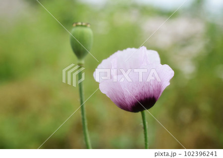 アツミゲシの花と芥子坊主 102396241