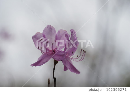 ミツバツツジの花のアップ 102396271