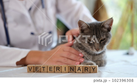 Smiling woman veterinarian holding small kitten in hands Smiling woman veterinarian holding small kitten in hands 102396308