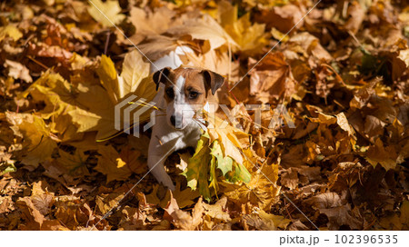 Jack Russell Terrier dog holding a yellow maple leaf on a walk in the autumn park. Jack Russell Terrier dog holding a yellow maple leaf on a walk in the autumn park. 102396535