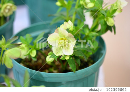 クリスマスローズの花 クリスマスローズの花 102396862