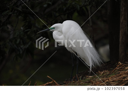 ダイサギ ダイサギ 102397058