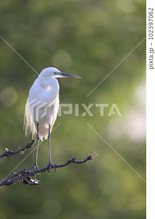 ダイサギ ダイサギ 102397062