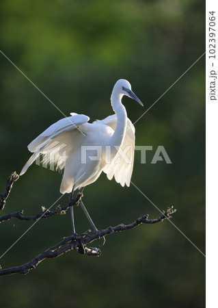 ダイサギ 102397064