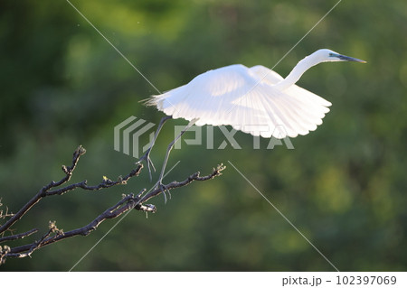 ダイサギ ダイサギ 102397069