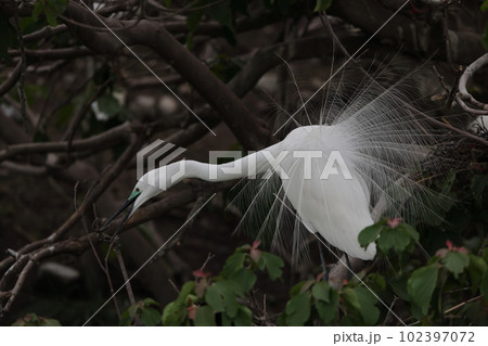 ダイサギ ダイサギ 102397072